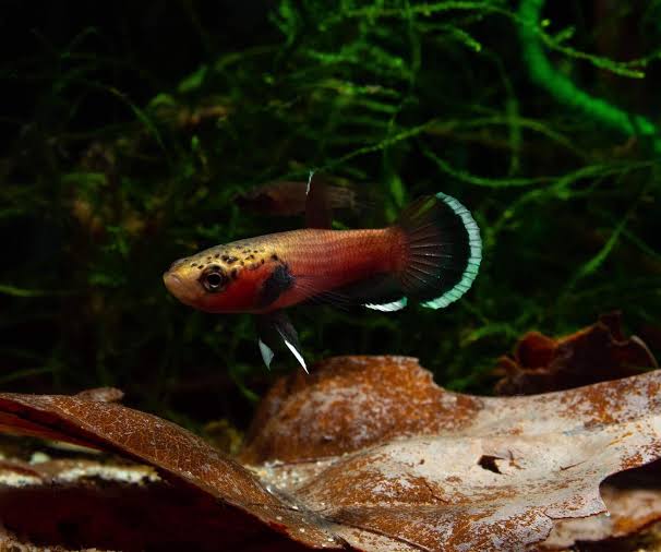 Betta Channoides