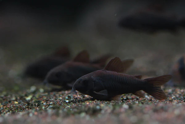 Black Venezuelan Corydoras
