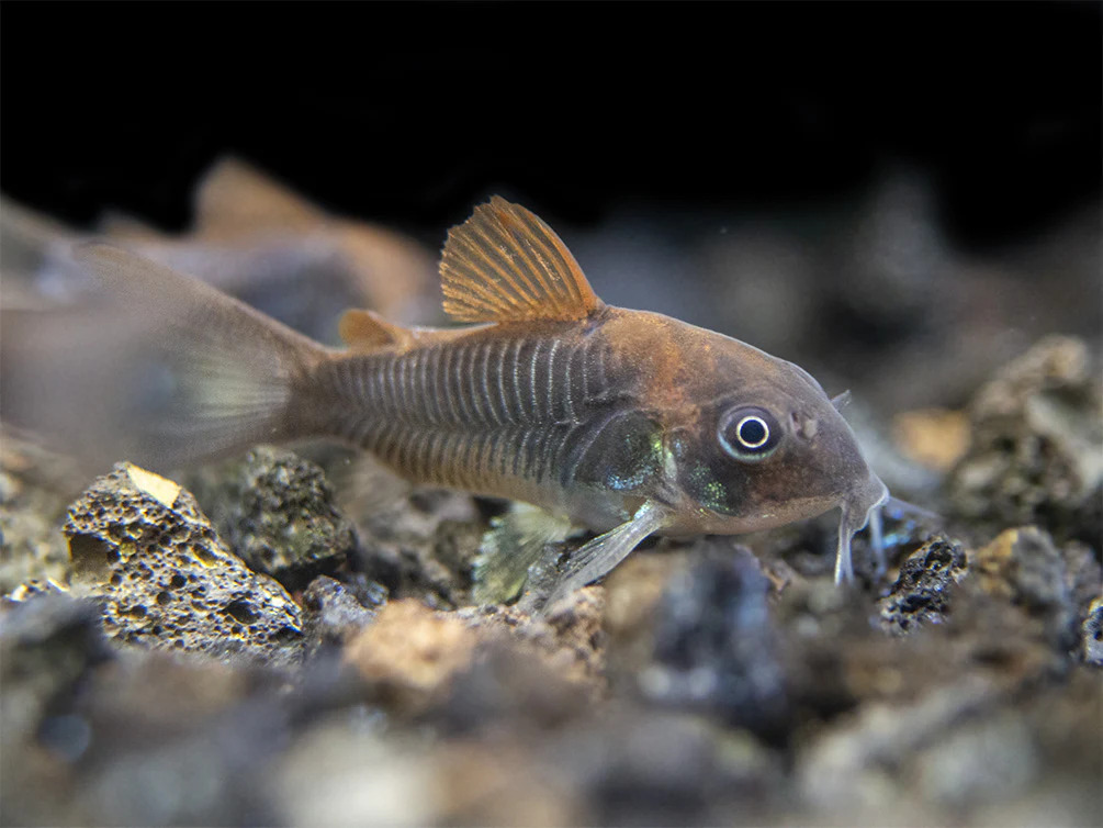 Bronze Corydoras Aenus