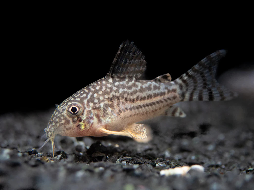 Sterbai Corydoras