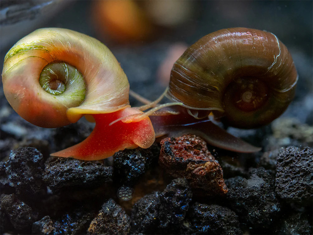 Ramshorn Snail