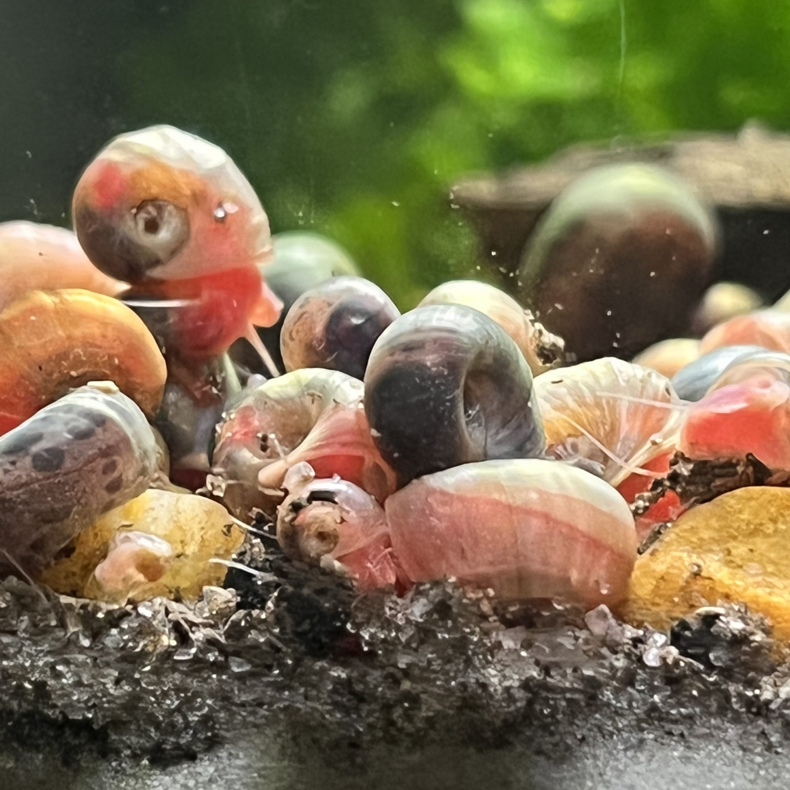 Ramshorn Snail