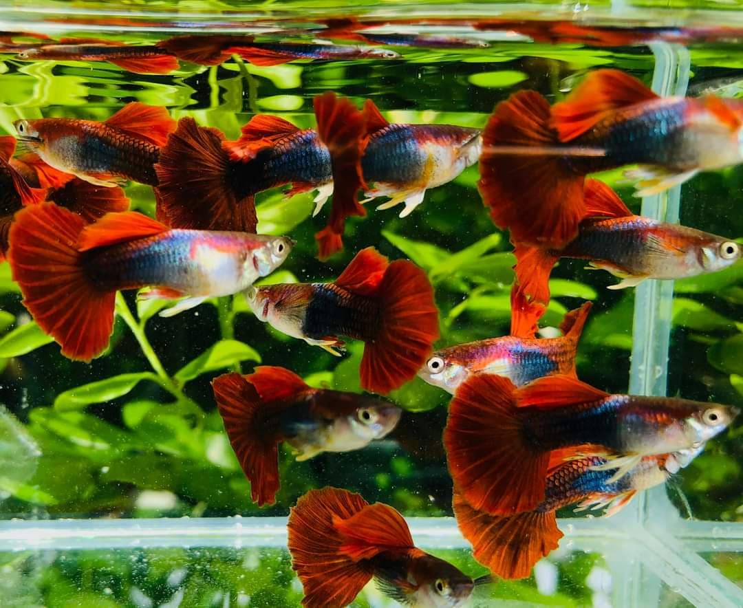 HB Red Rose Guppy