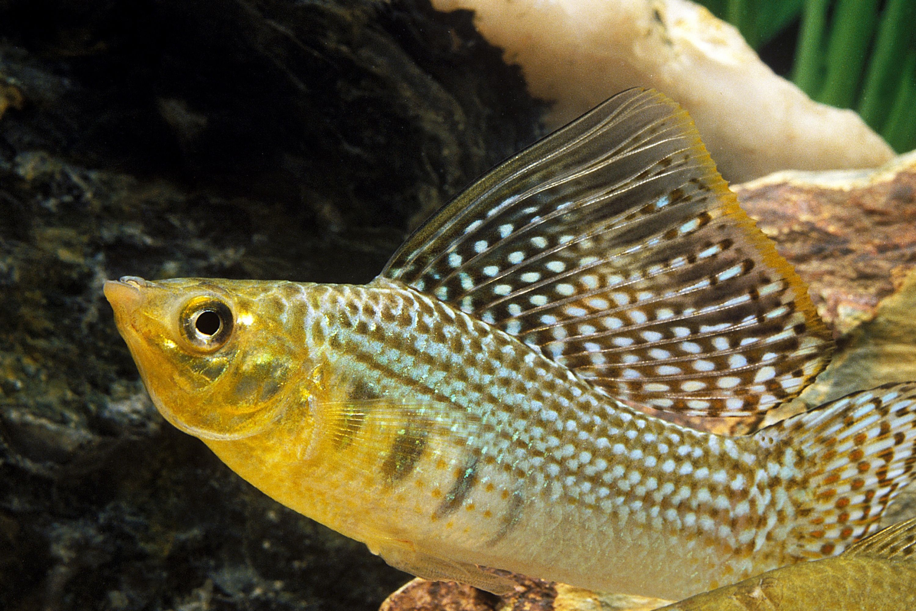 Green Sailfin Molly