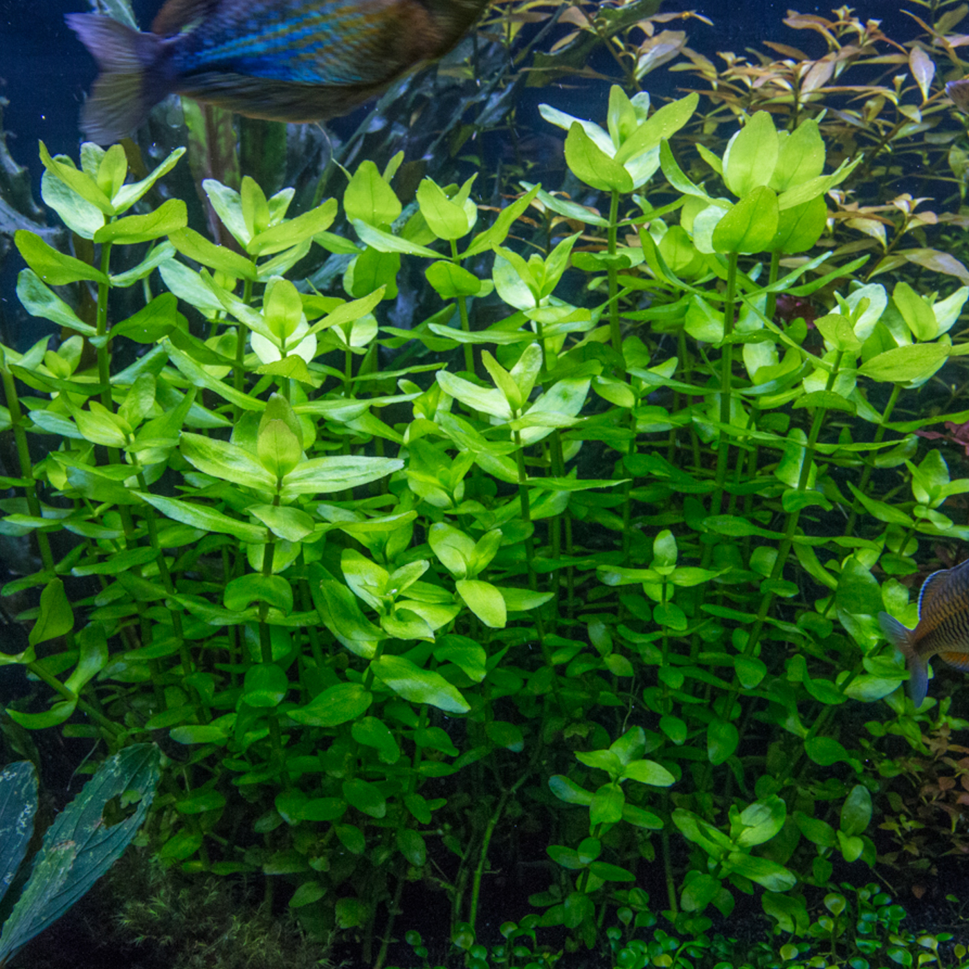 Bacopa Caroliniana