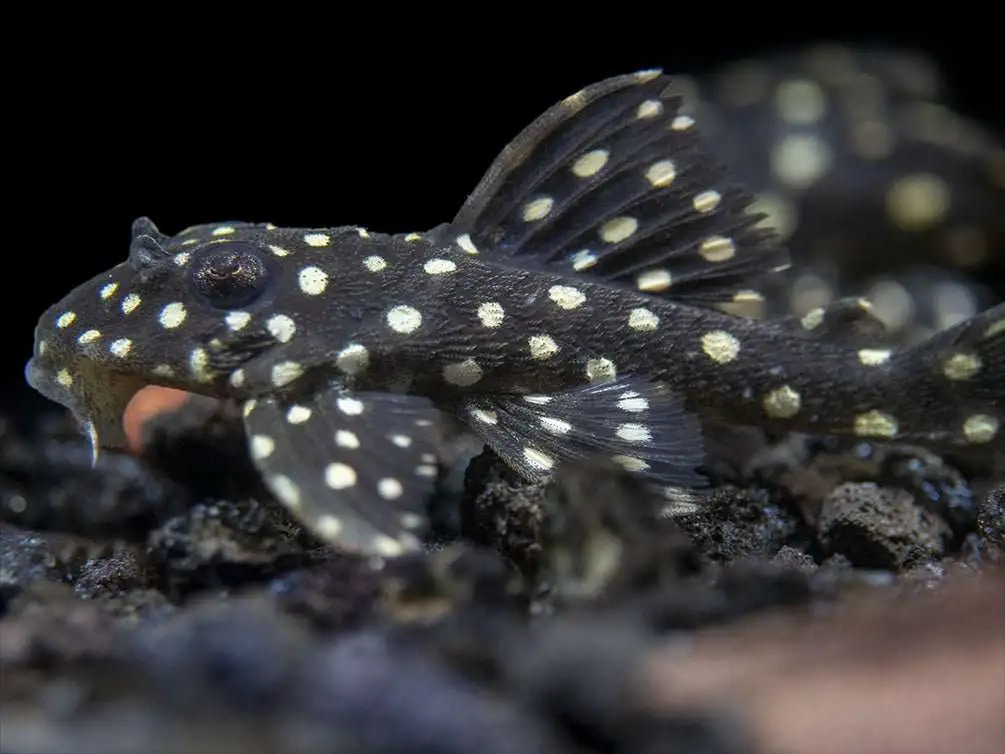 L201 Snowball Pleco