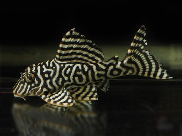 L333 King Tiger Pleco