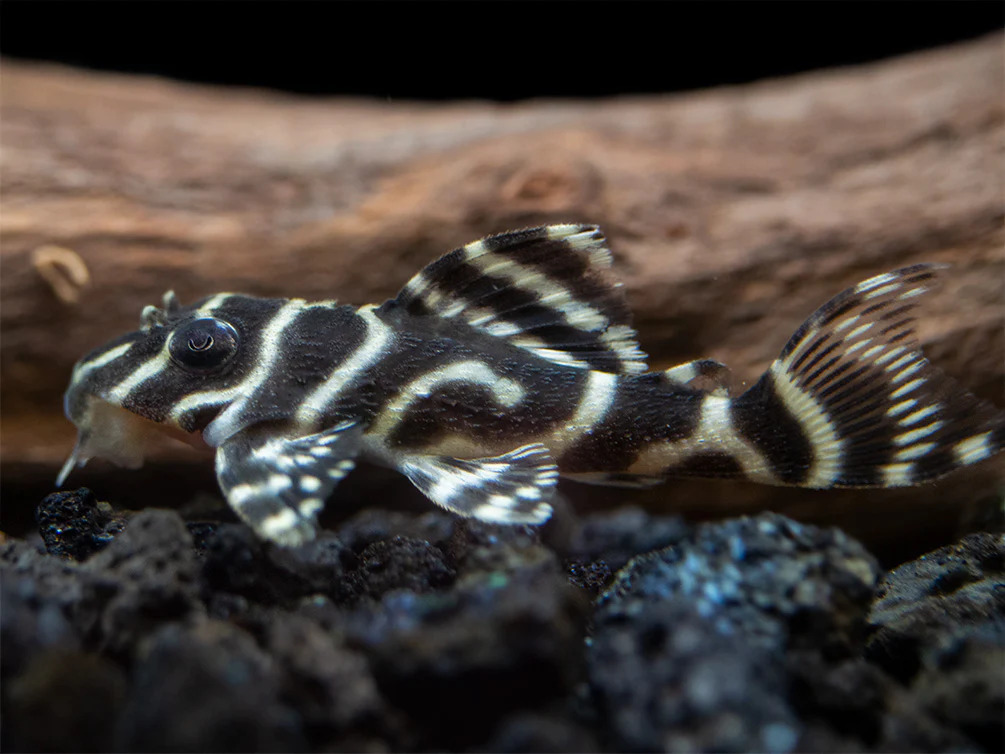 L333 King Tiger Pleco