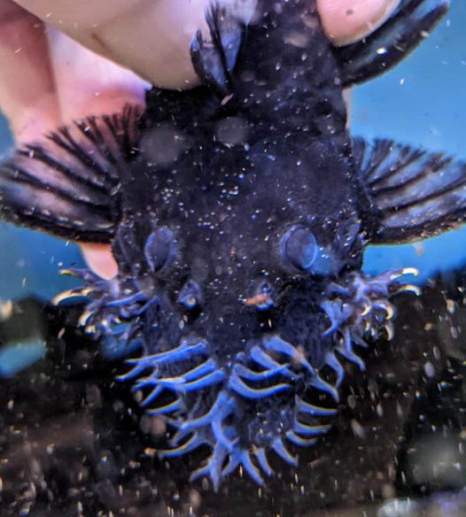 LDA74 Blue Medusa Pleco