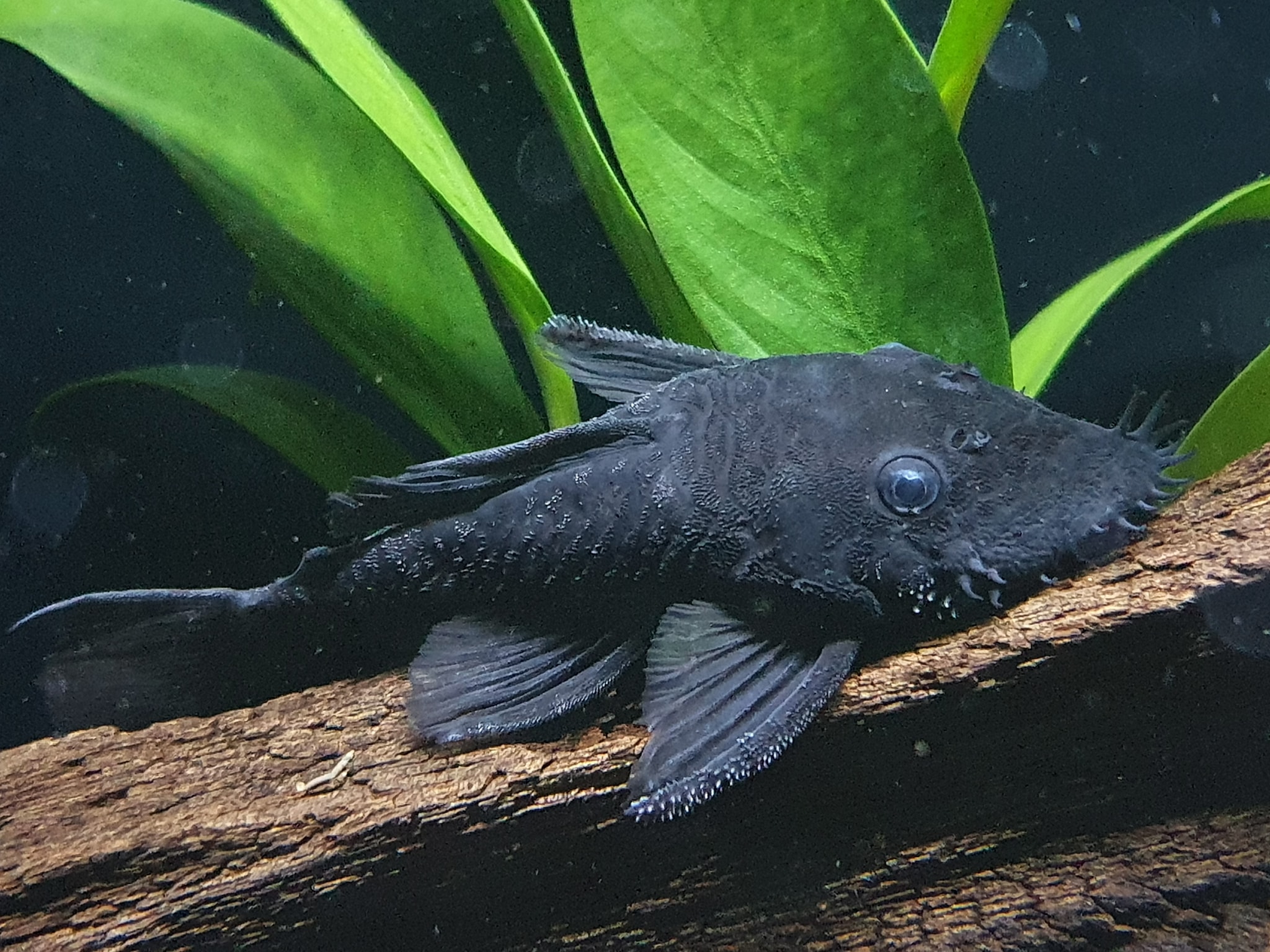 LDA74 Blue Medusa Pleco