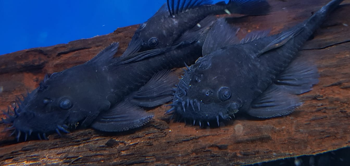 LDA74 Blue Medusa Pleco