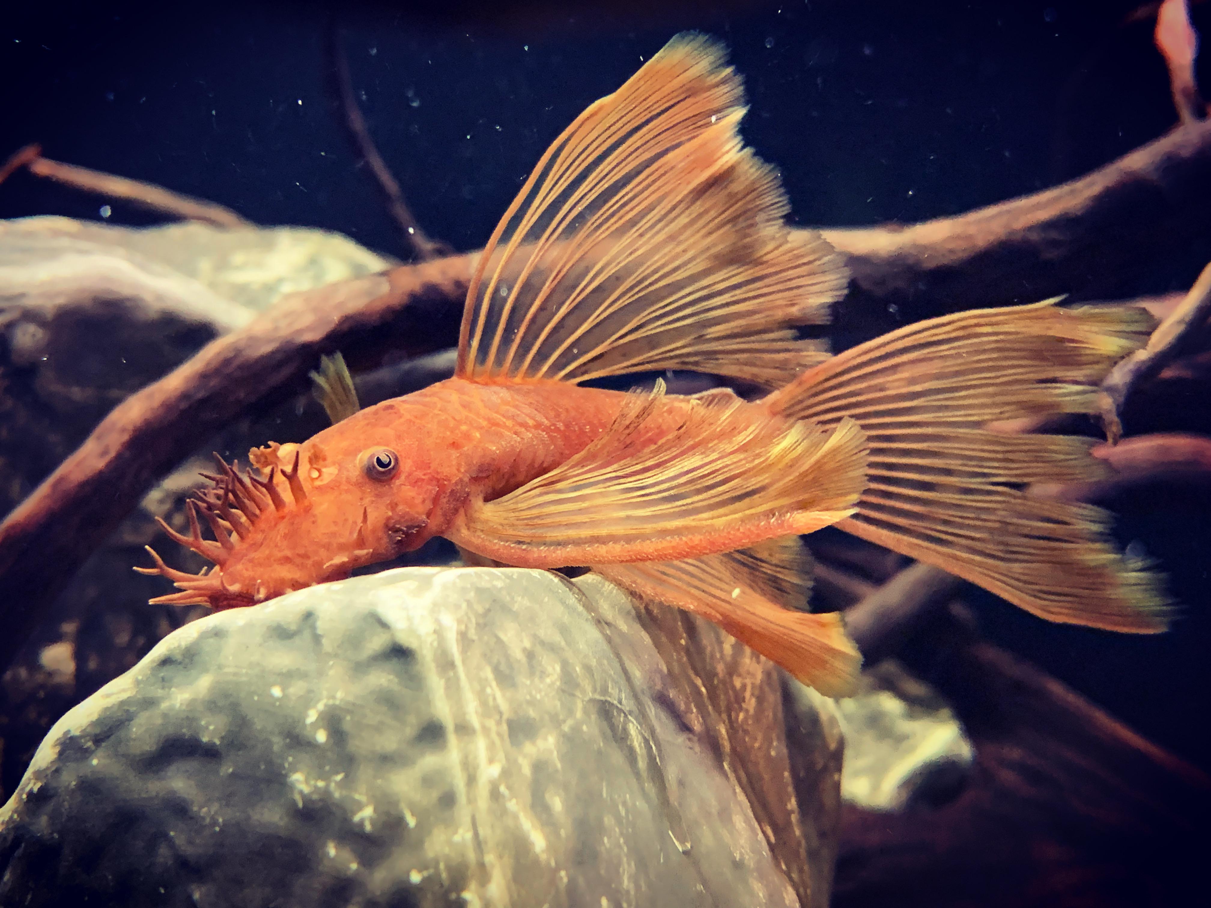 Super Red Bristlenose Pleco