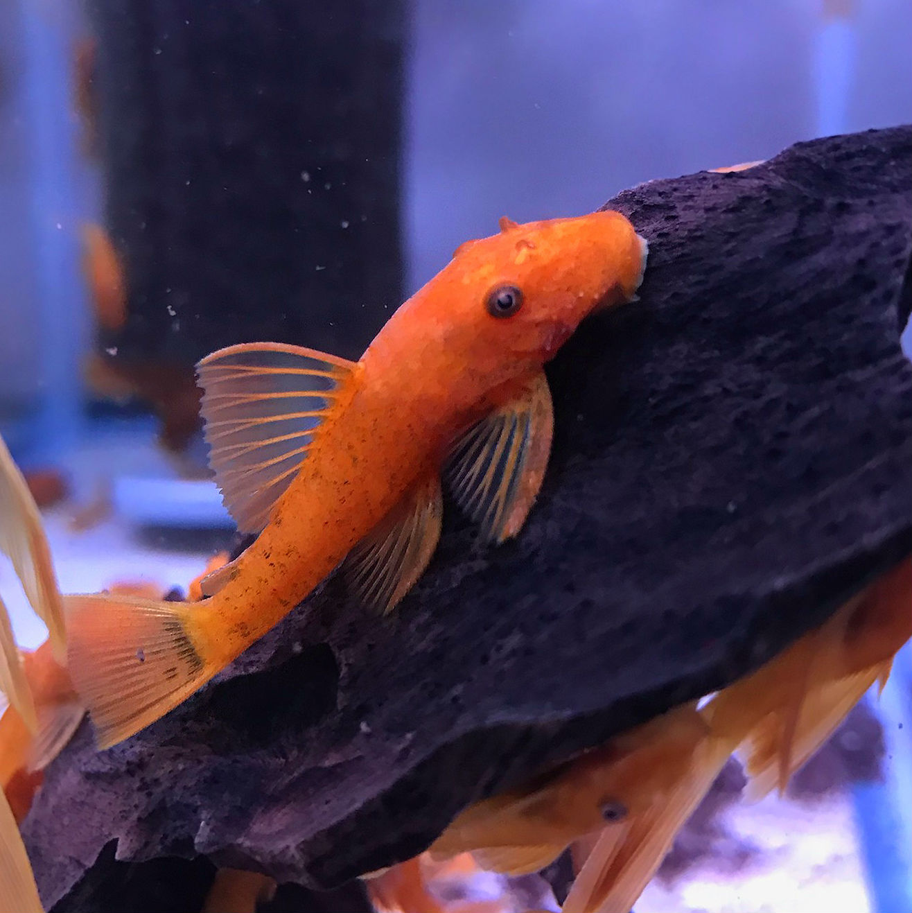 Super Red Bristlenose Pleco