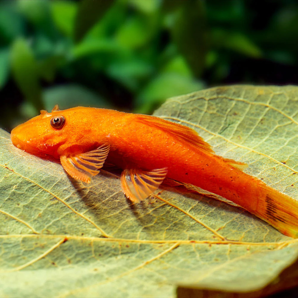 Super Red Bristlenose Pleco